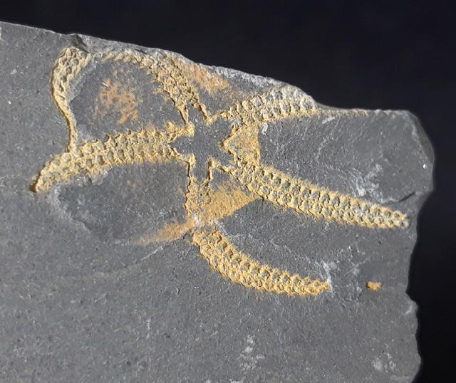 Ophiura sp. LAMARCK 1801 - Bild © FossNet FossilienStore